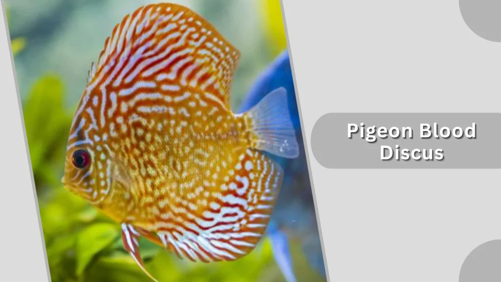Pigeon Blood Discus