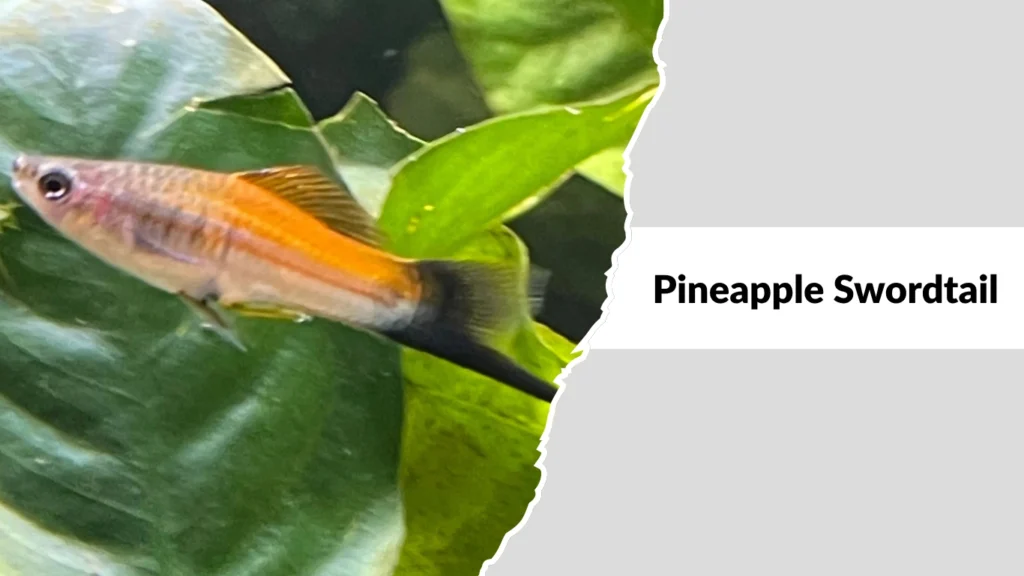 Pineapple Swordtail