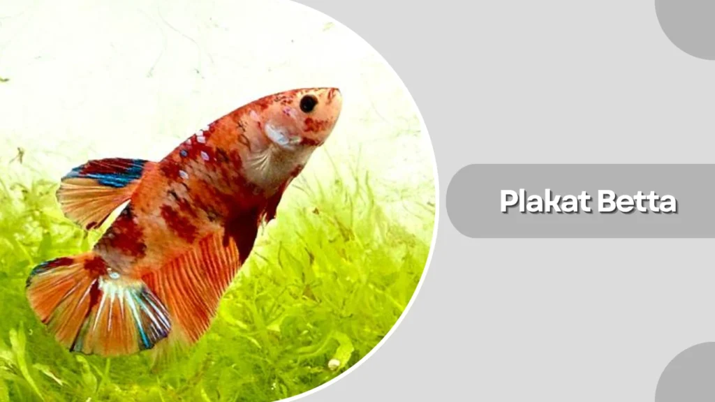Plakat Betta