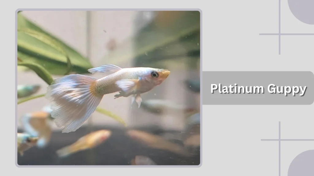Platinum Guppy