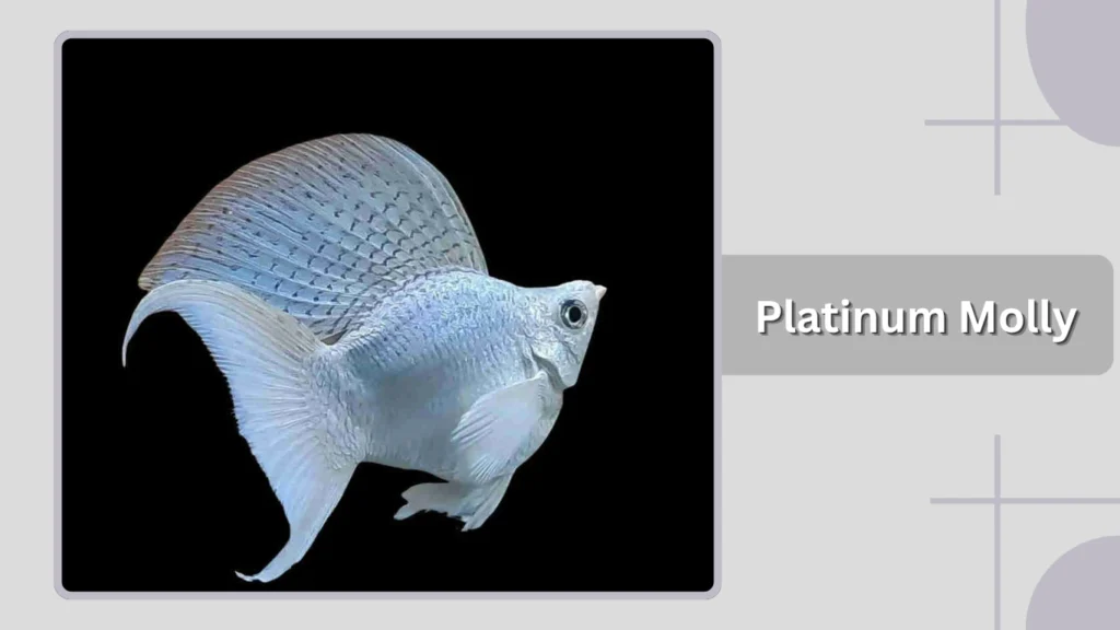  Platinum Molly