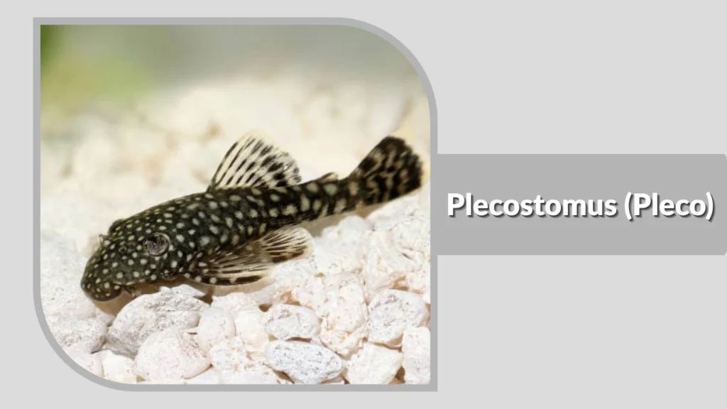 Plecostomus (Pleco)