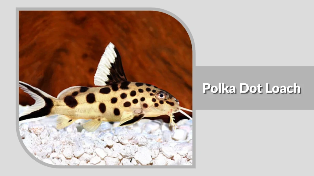 Polka Dot Loach