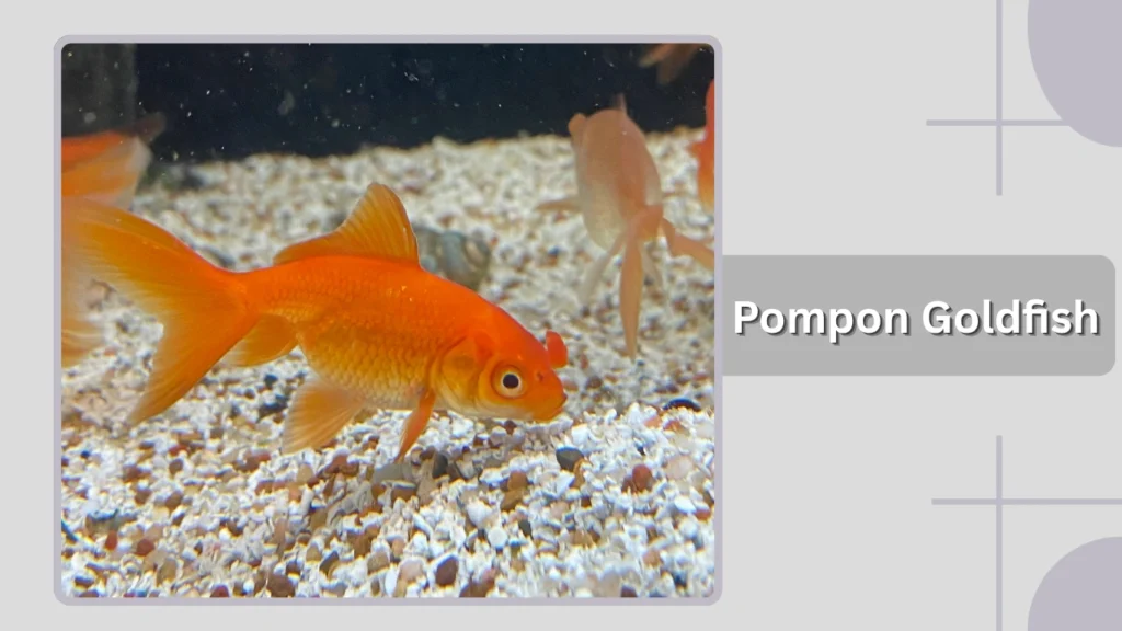 Pompon Goldfish