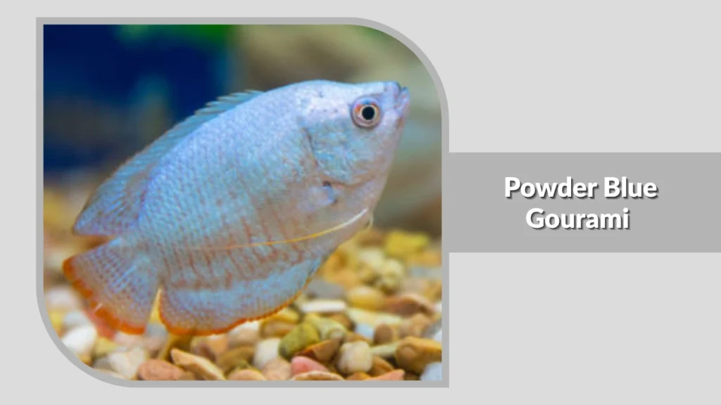  Powder Blue Gourami