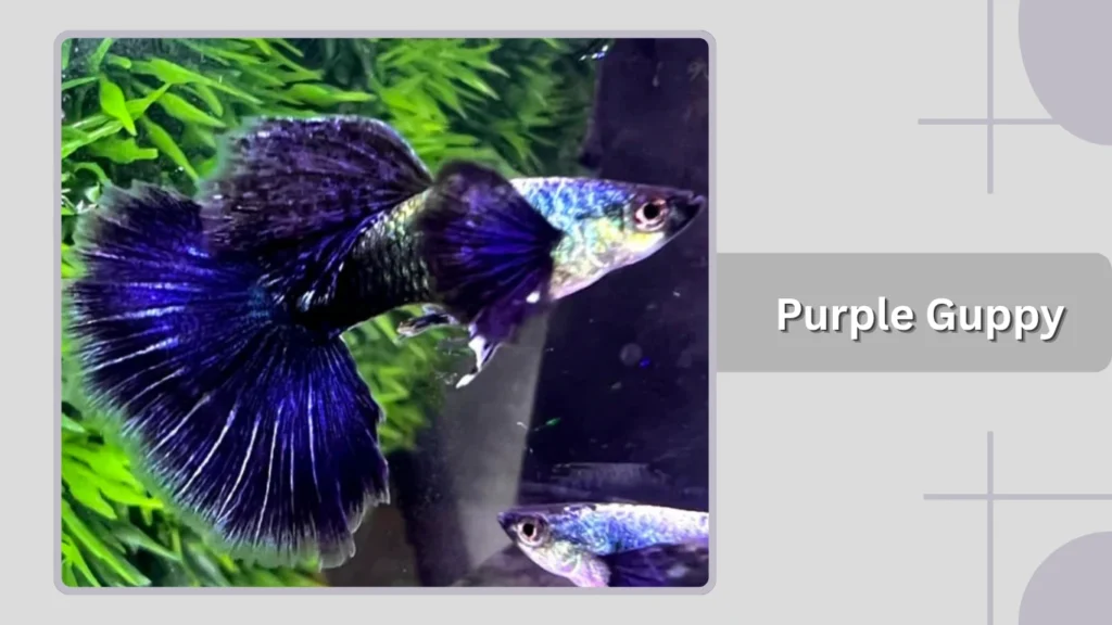  Purple Guppy
