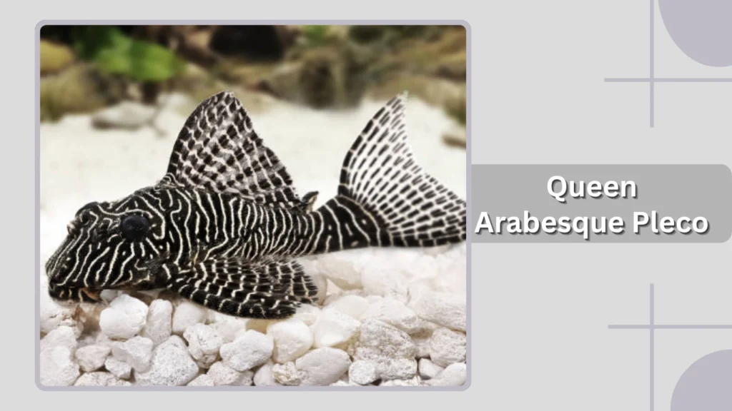 Queen Arabesque Pleco