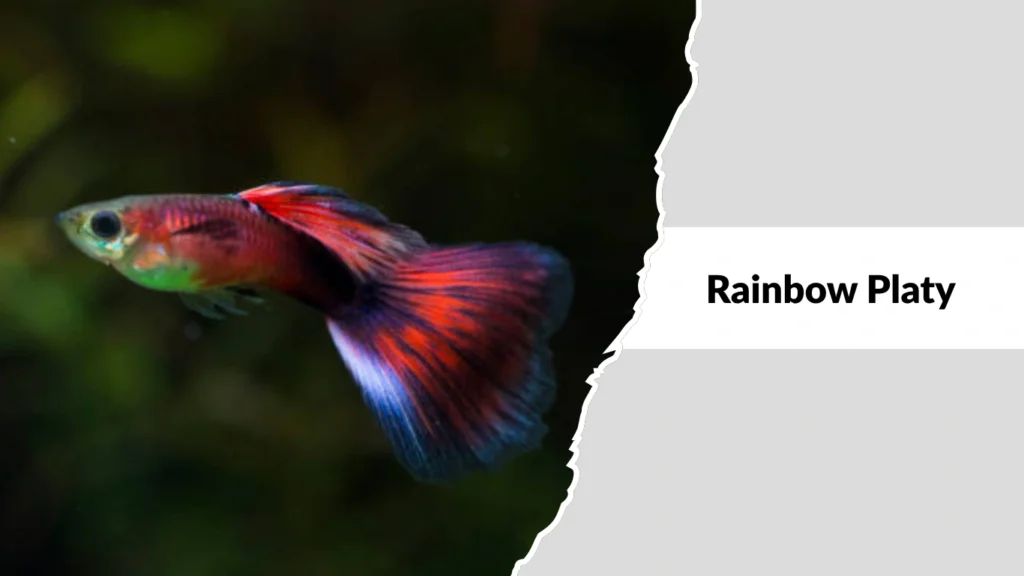 Rainbow Platy