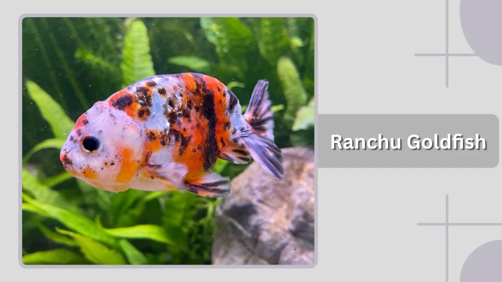 Ranchu Goldfish