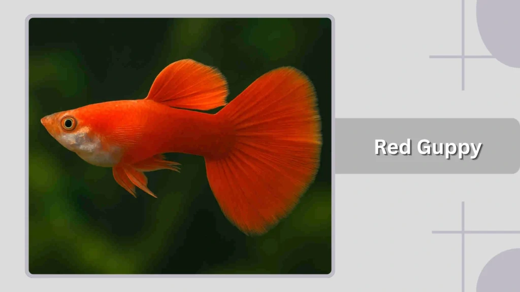 Red Guppy