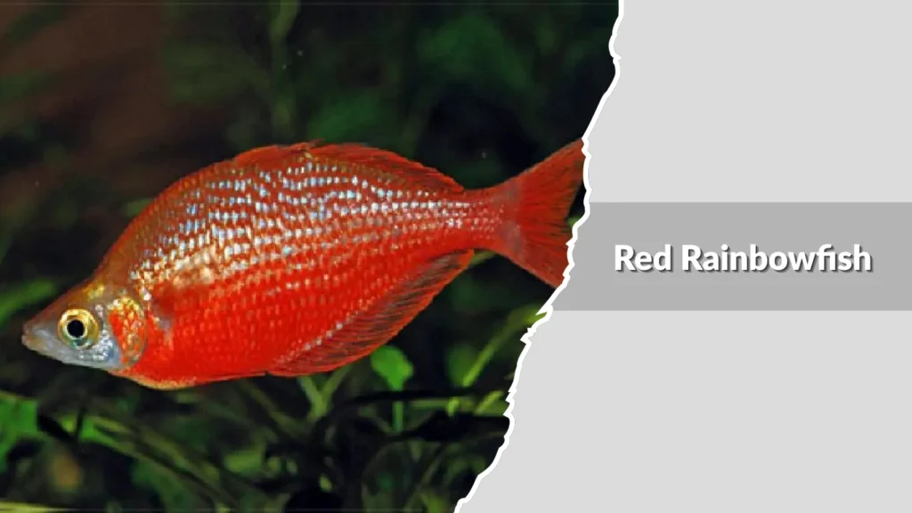 Red Rainbowfish