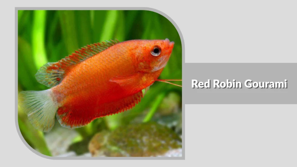  Red Robin Gourami