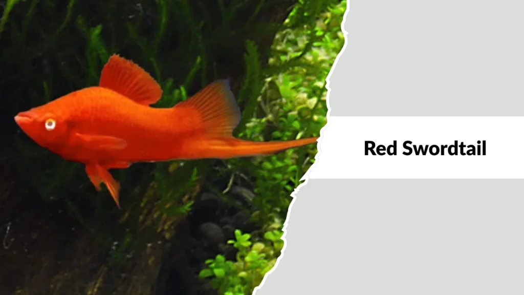 Red Swordtail