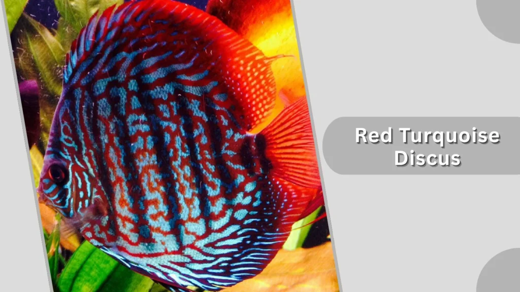 Red Turquoise Discus