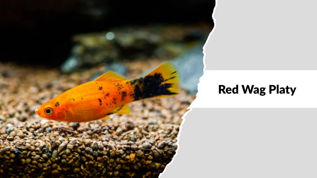Red Wag Platy