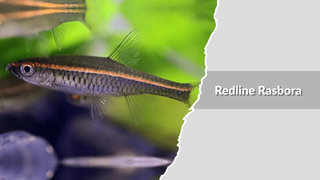 Redline Rasbora