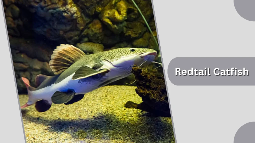 Redtail Catfish