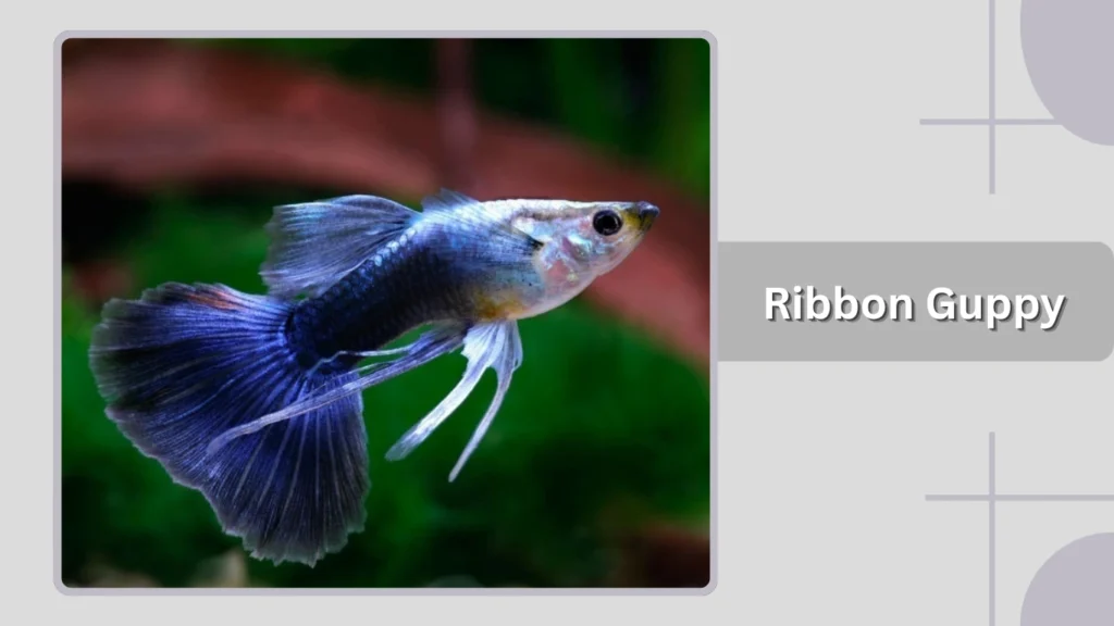 Ribbon Guppy