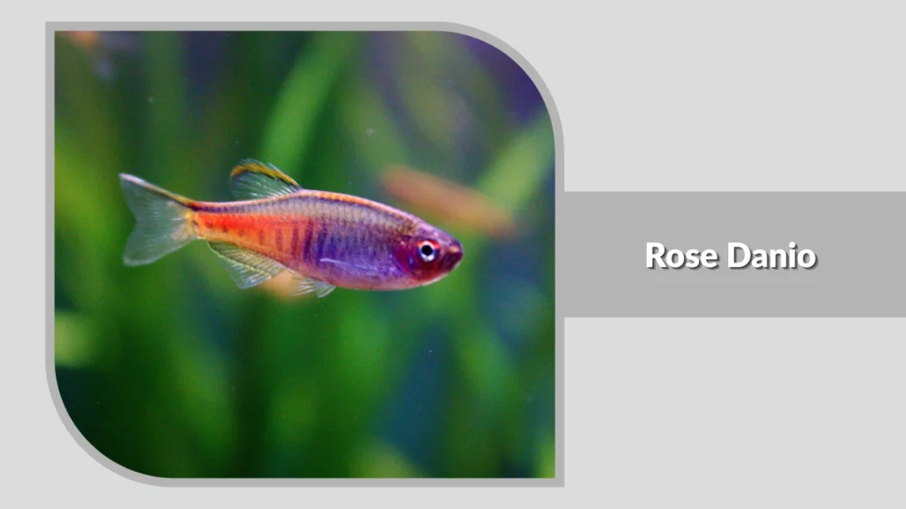 Rose Danio