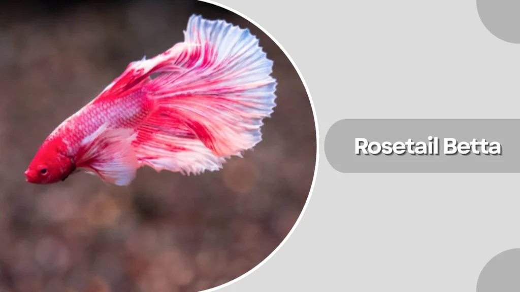 Rosetail Betta