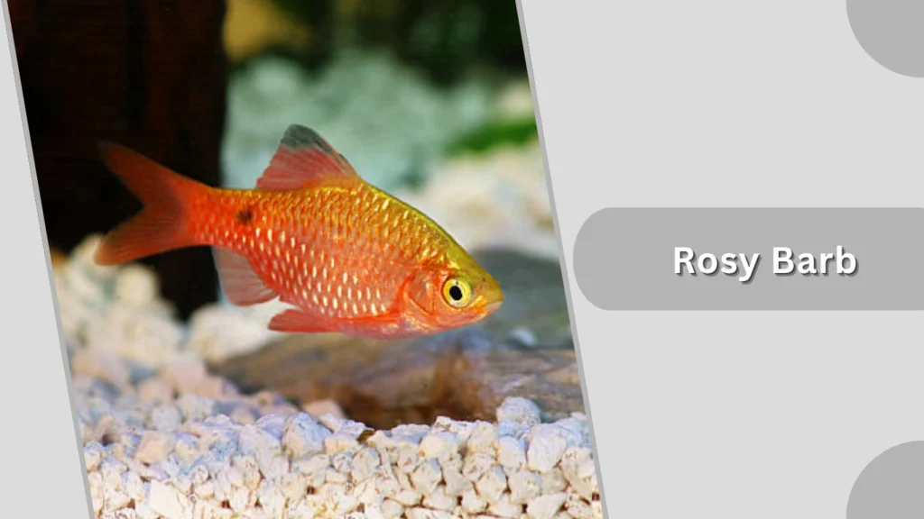 Rosy Barb