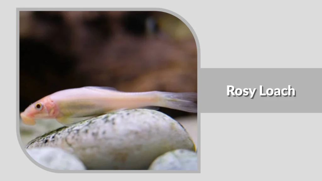 Rosy Loach