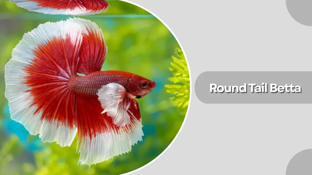 Round Tail Betta