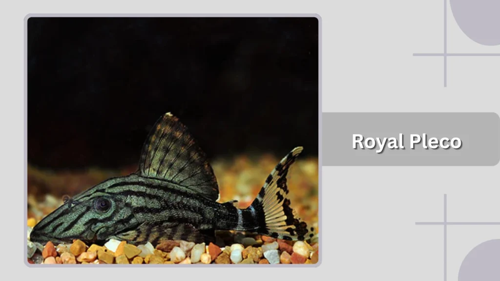 Royal Pleco