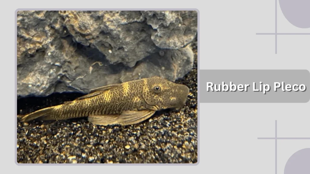 Rubber Lip Pleco