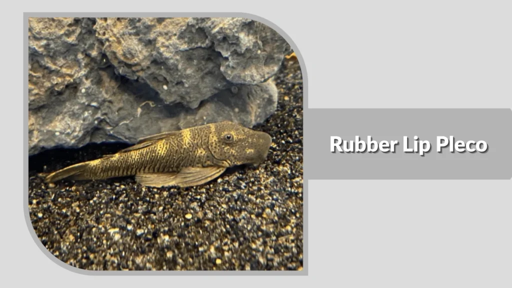 Rubber Lip Pleco