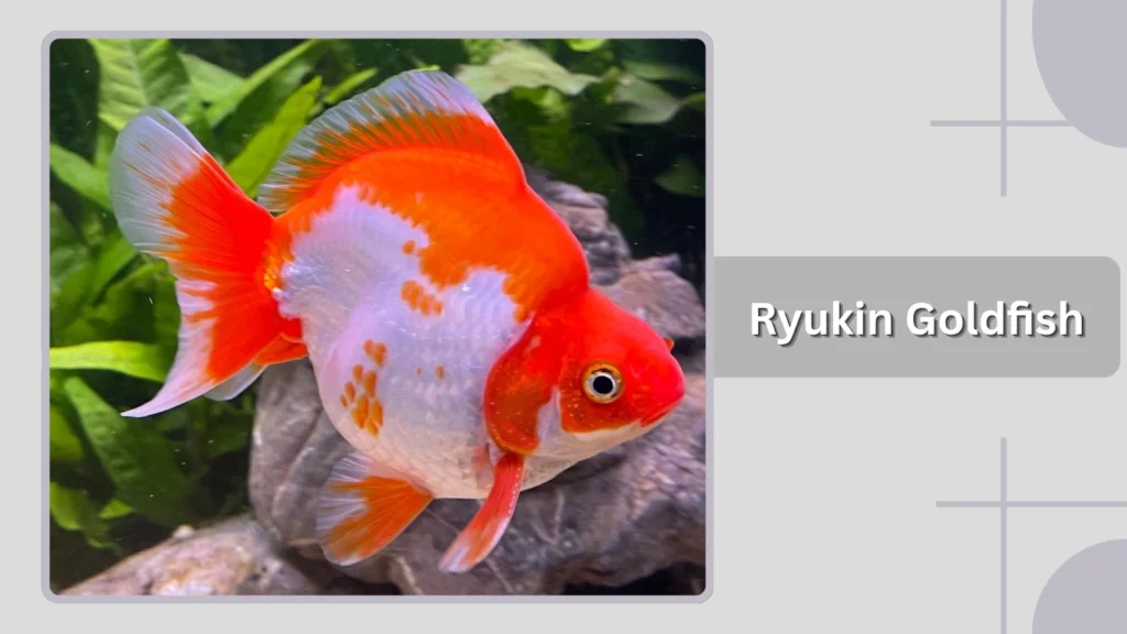 Ryukin Goldfish