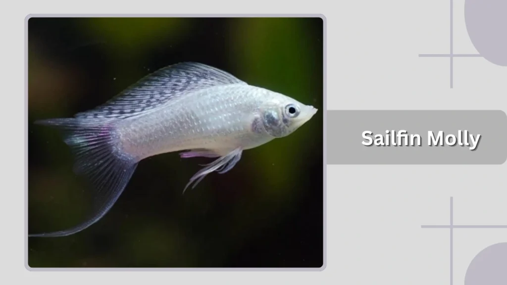  Sailfin Molly