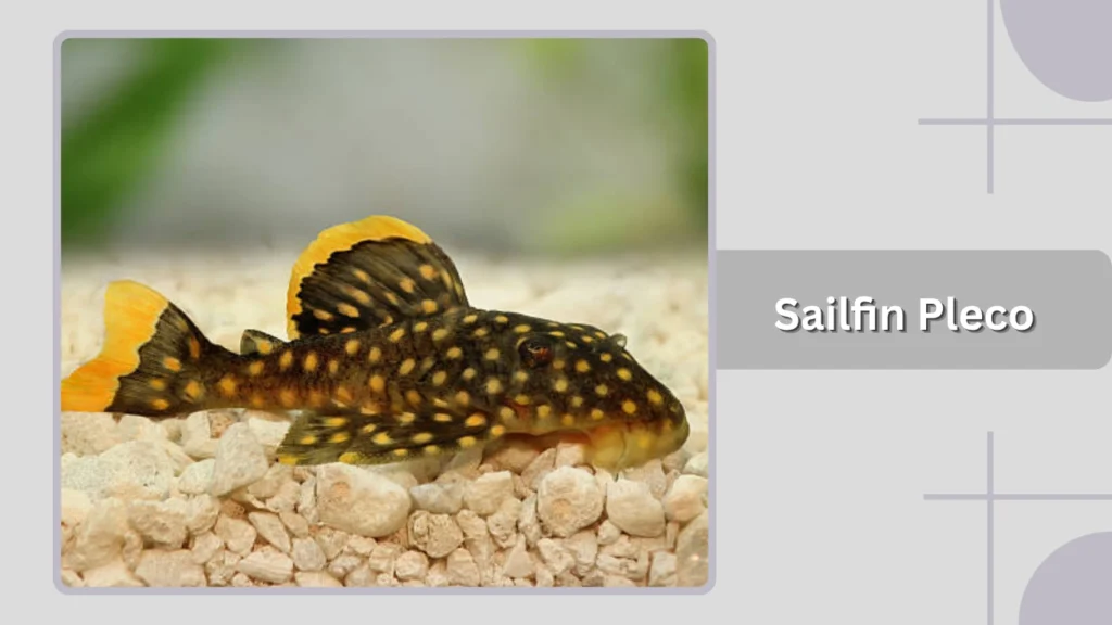 Sailfin Pleco