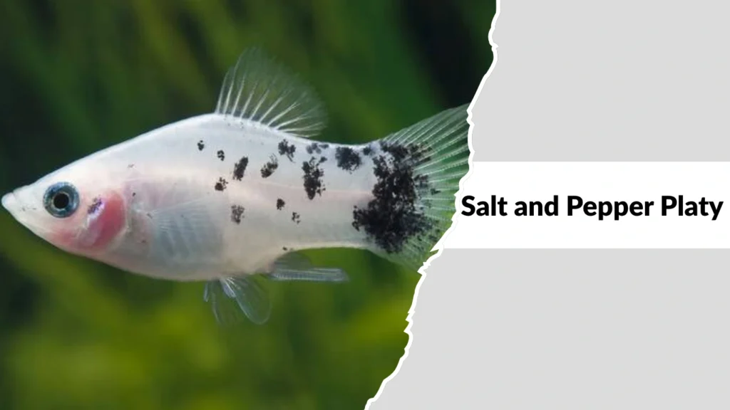 Salt and Pepper Platy