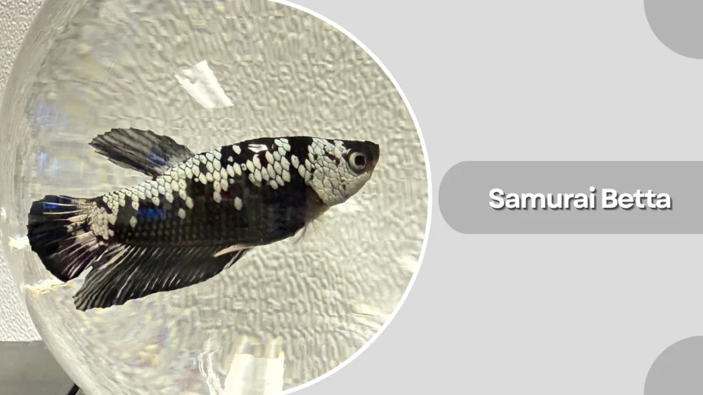 Samurai Betta