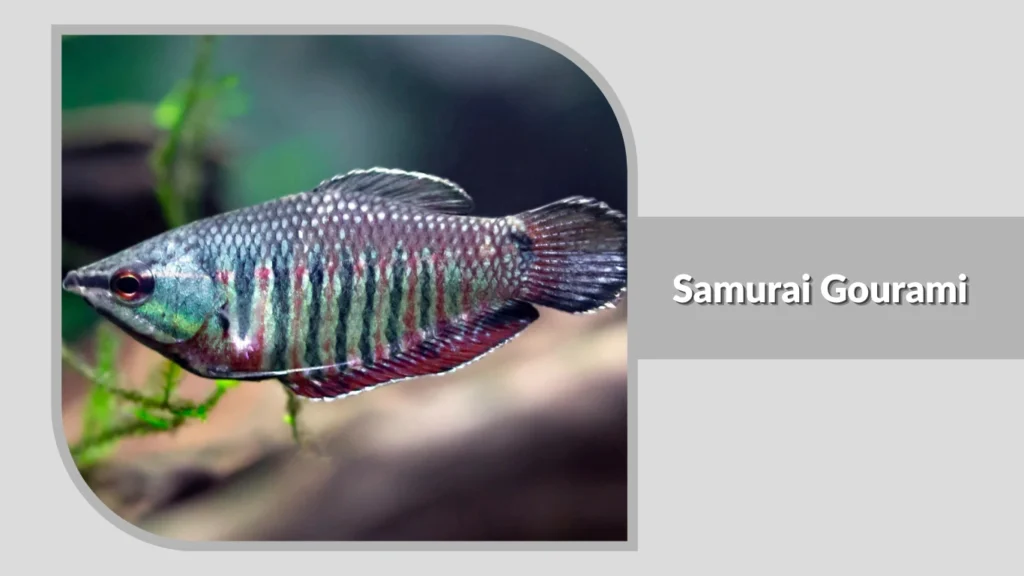 Samurai Gourami