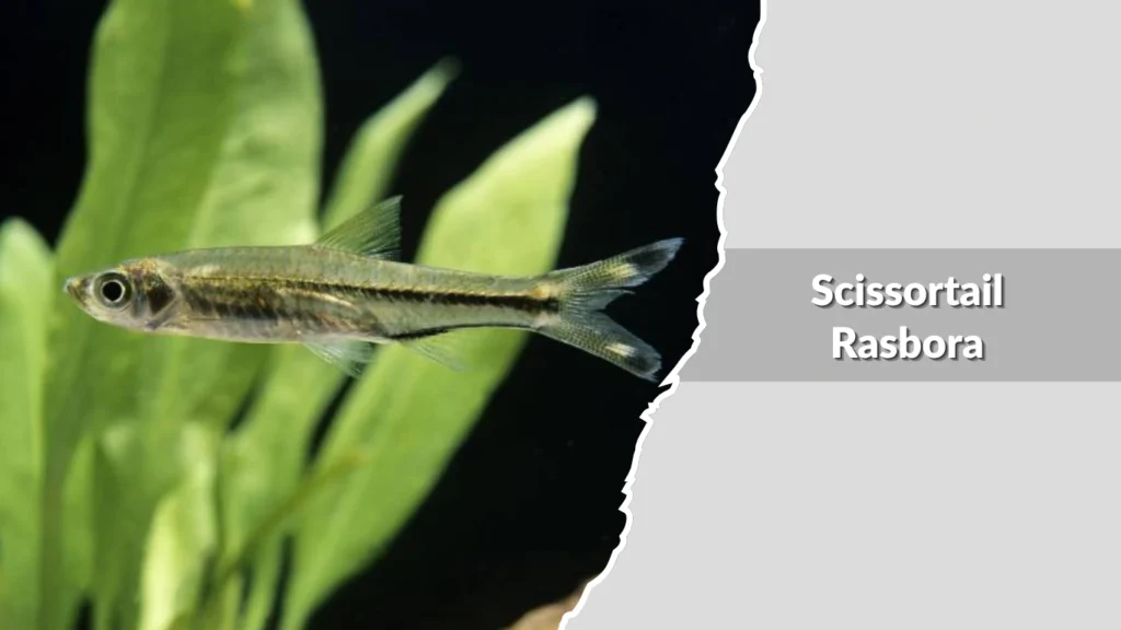Scissortail Rasbora