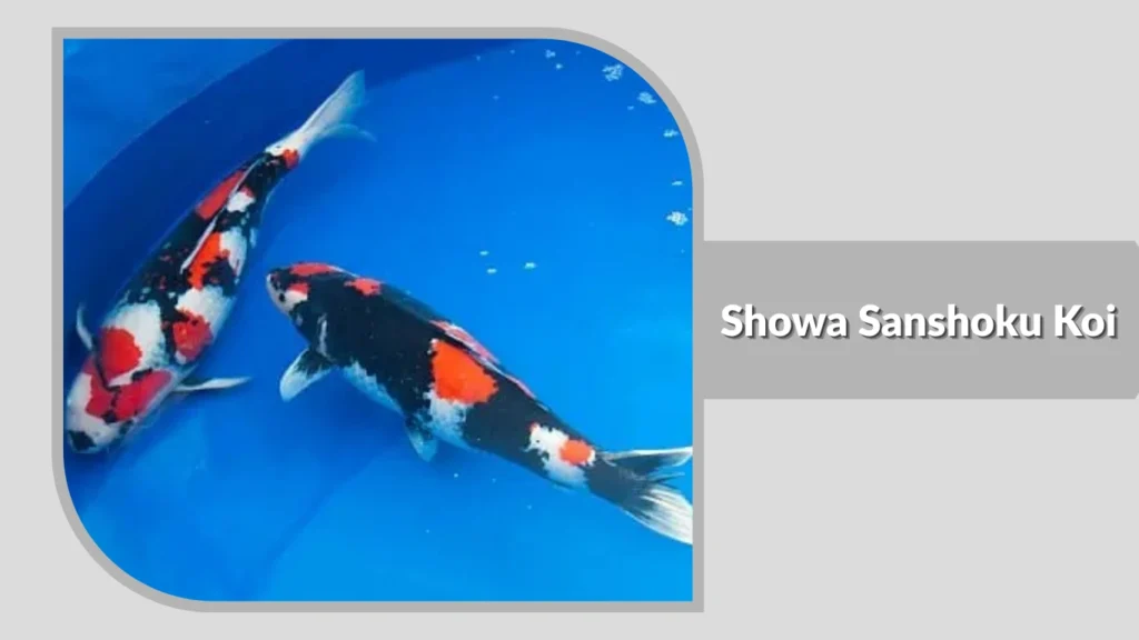 Showa Sanshoku Koi