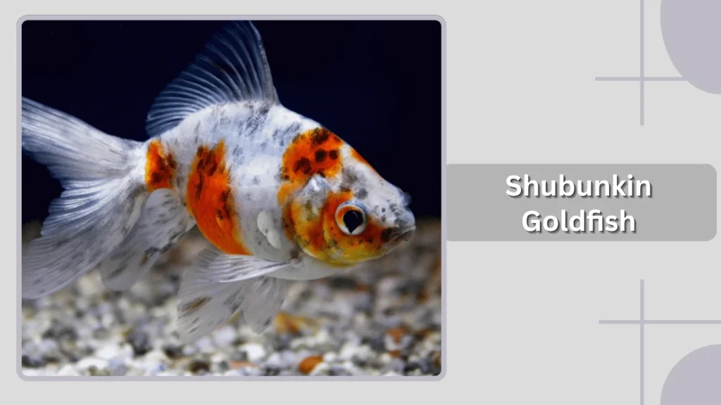 Shubunkin Goldfish