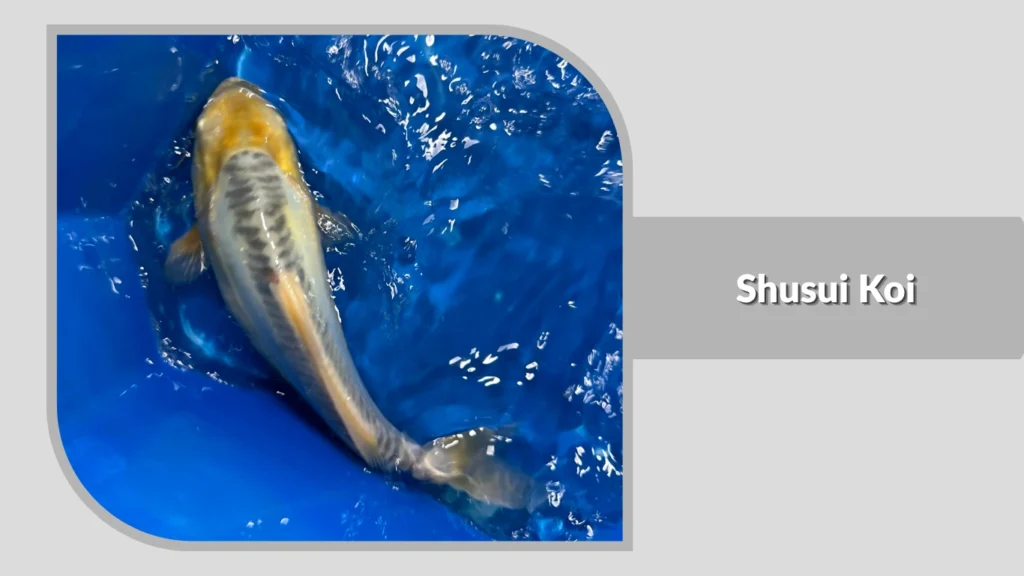 Shusui Koi