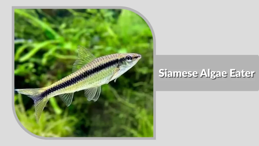 Siamese Algae Eater