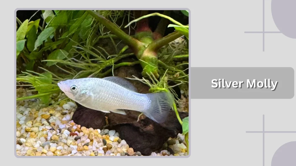 Silver Molly