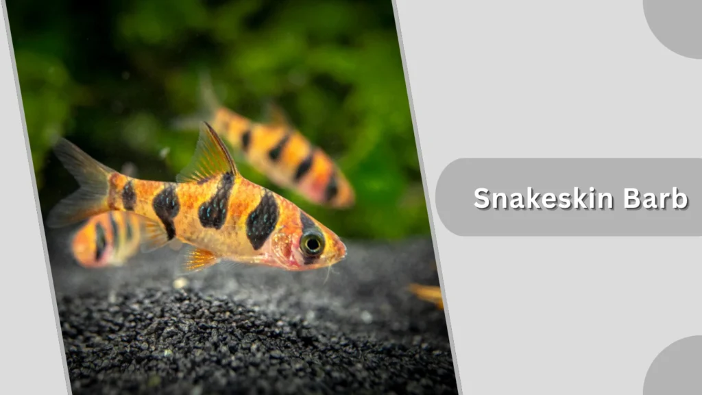 Snakeskin Barb