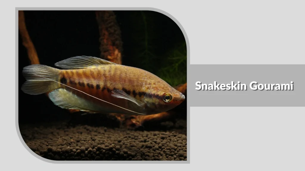 Snakeskin Gourami
