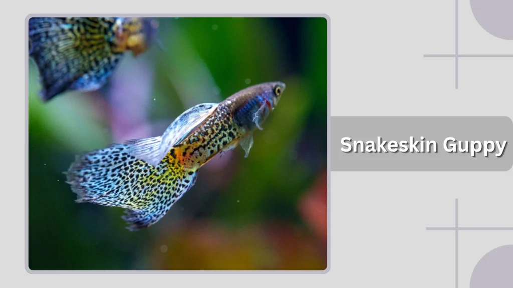 Snakeskin Guppy