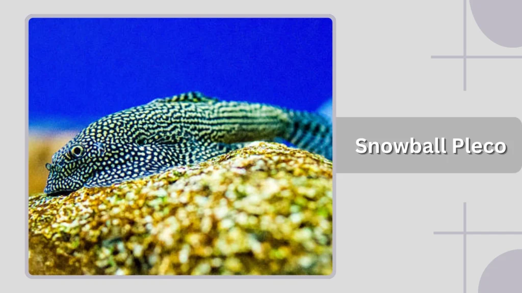Snowball Pleco