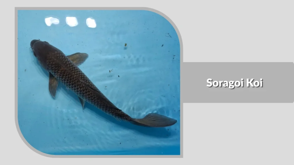 Soragoi Koi