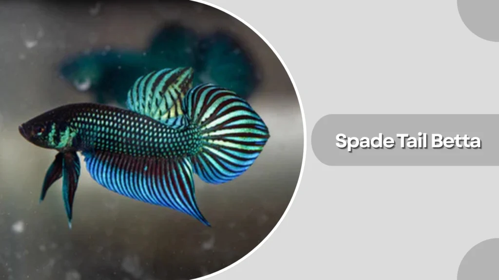 Spade Tail Betta