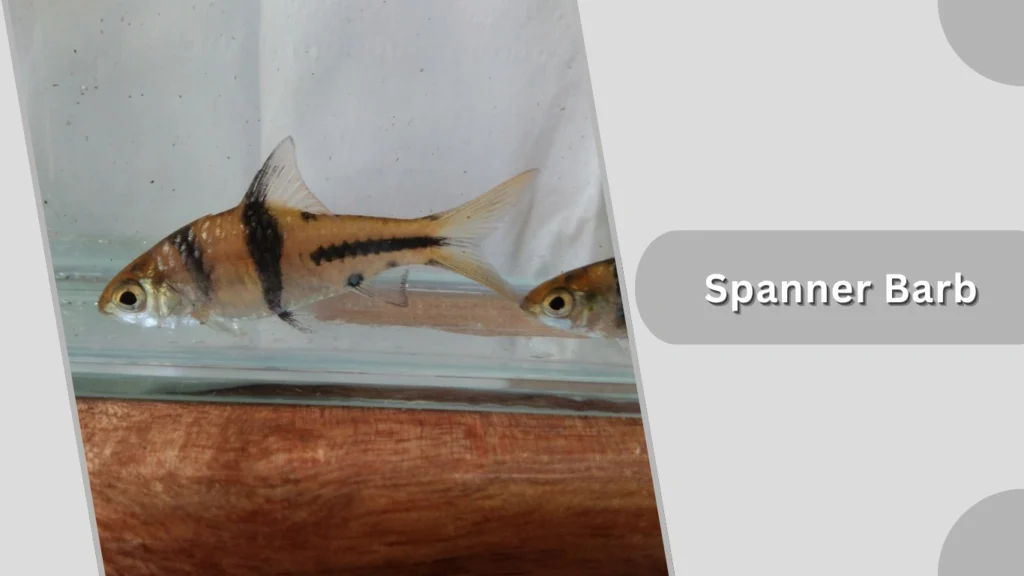Spanner Barb