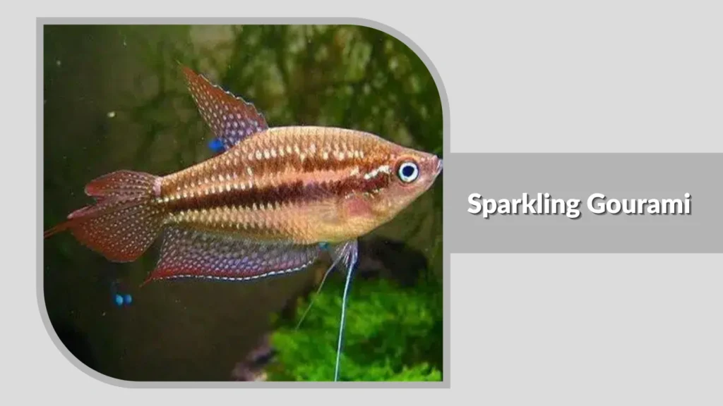 Sparkling Gourami